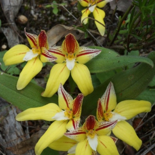 Caladenia flava